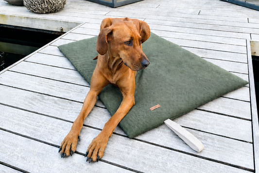 Hundematte für unterwegs